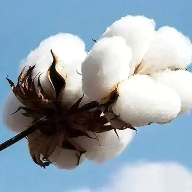 alishop:5d7e291d6e1d